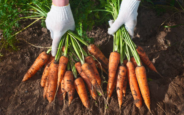Как сеять морковь, чтобы потом не пришлось прореживать?