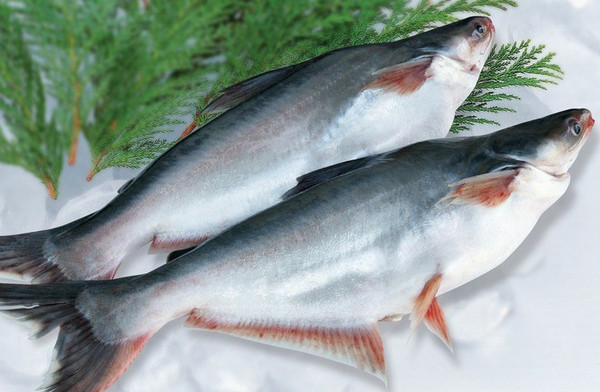 Рыба пангасиус: описание и особенности